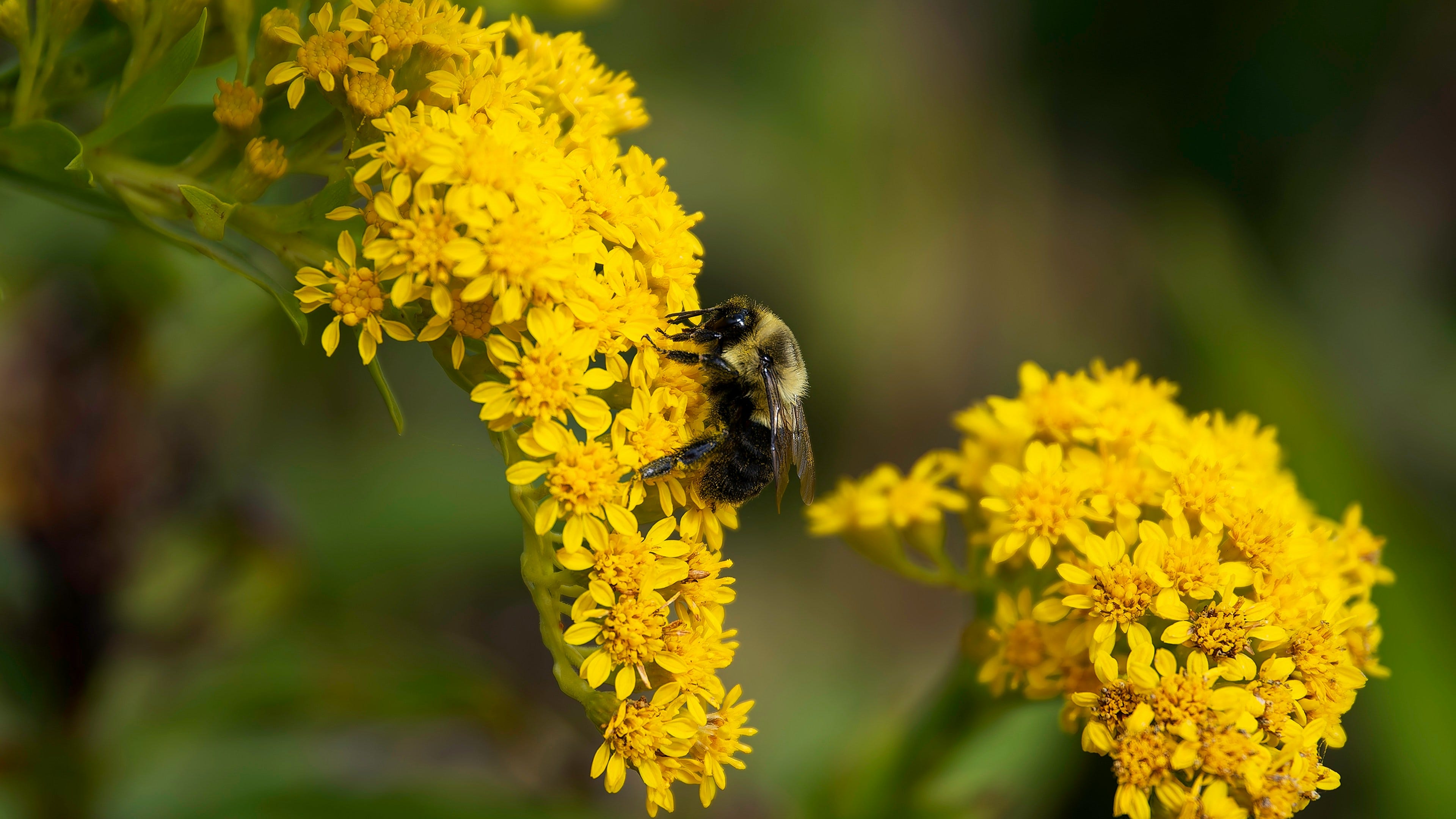 Goldenrod to the Rescue - The Hungry Homesteader