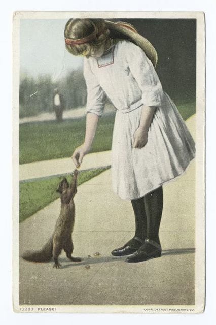 Squirrel on hind legs reaching up for nut offered by girl. Public domain photograph of vintage postcard.