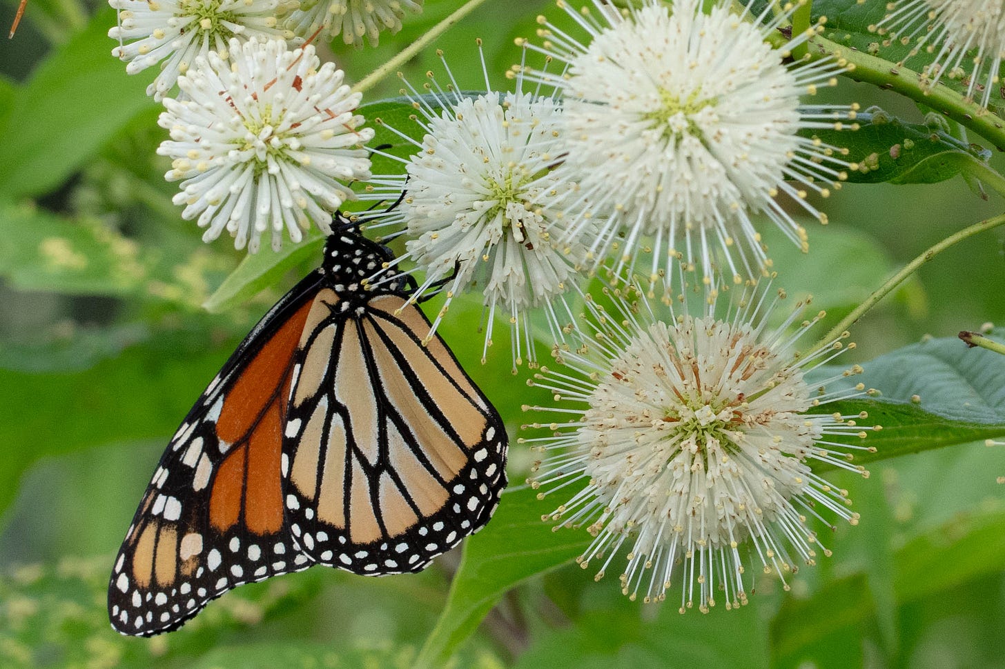 An orange and black monarch butterfly shown in profile, nectaring on the flowers of buttonbush, which are small, white, and arranged in globe-like inflorescences.