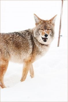 This may contain: a wolf standing in the snow with its mouth open