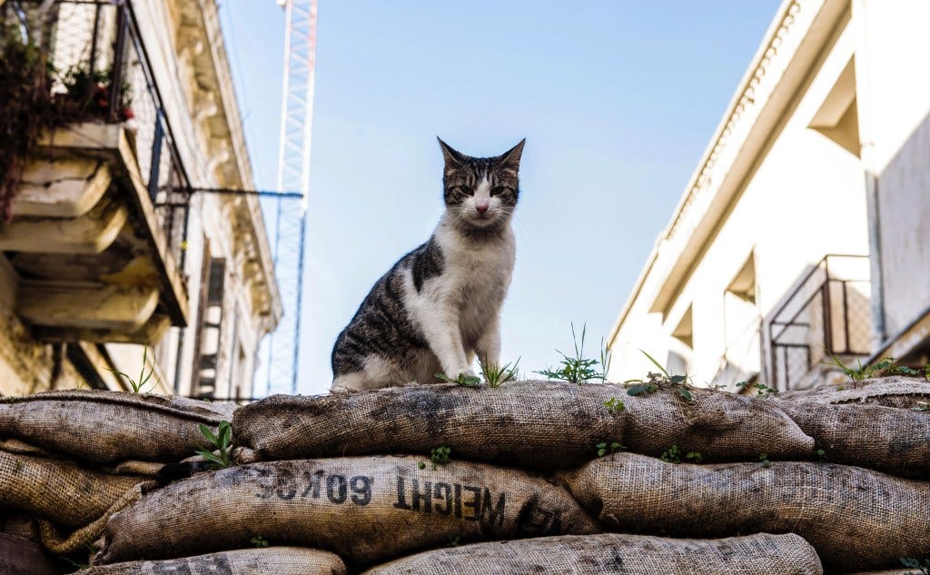 A cat mans the barricades in the divided Cypriot capital of Nicosia. Photo by Iakovos Hatzistavrou via Getty Images.