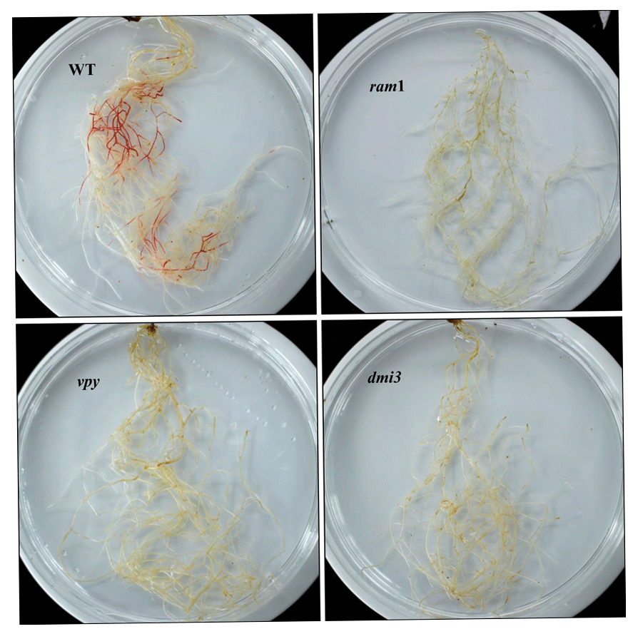Four images of hairy root culture in a petri dish. Each dish has white-creamish roots with some slightly darker areas, while the roots in the top left petri dish show significant amounts of a conspicuous red hue, indicating the presence of AMF in the form of anthocyanins.