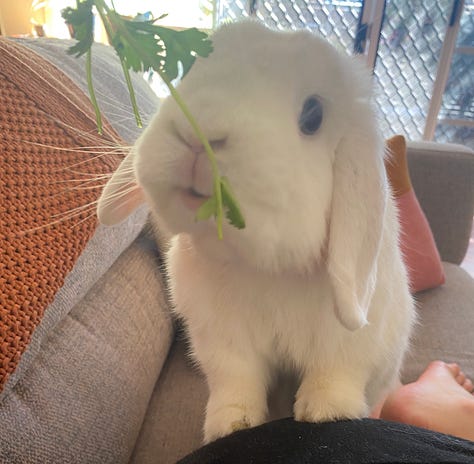 Image 1. Laura in a yoga pose wearing a red t-shirt and climbing helmet and harness, on top of a cliff, grassland, shrubbery, cliffs and sky in the background. Image 2. Percy the white lop eared bunny reaching for parsley on the couch. Image 3. Laura in climbing gear and Oscar the black and white border collie give Laura an unexpected kiss!