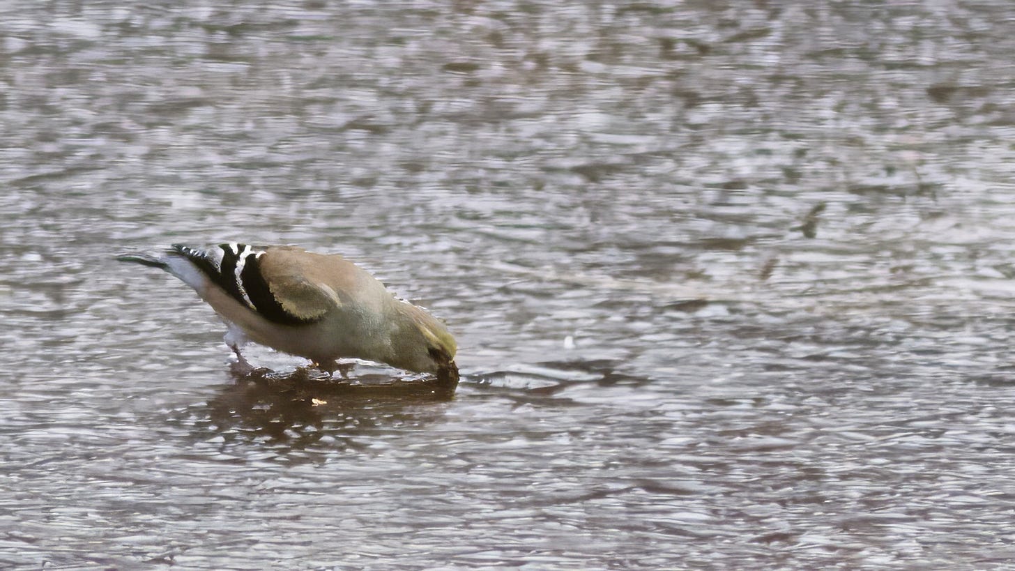 Only a patch of clear water remains …