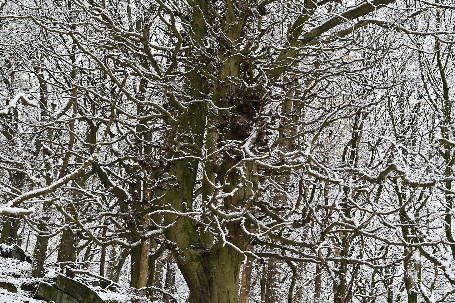 a gnarly beech tree hardcastle crags