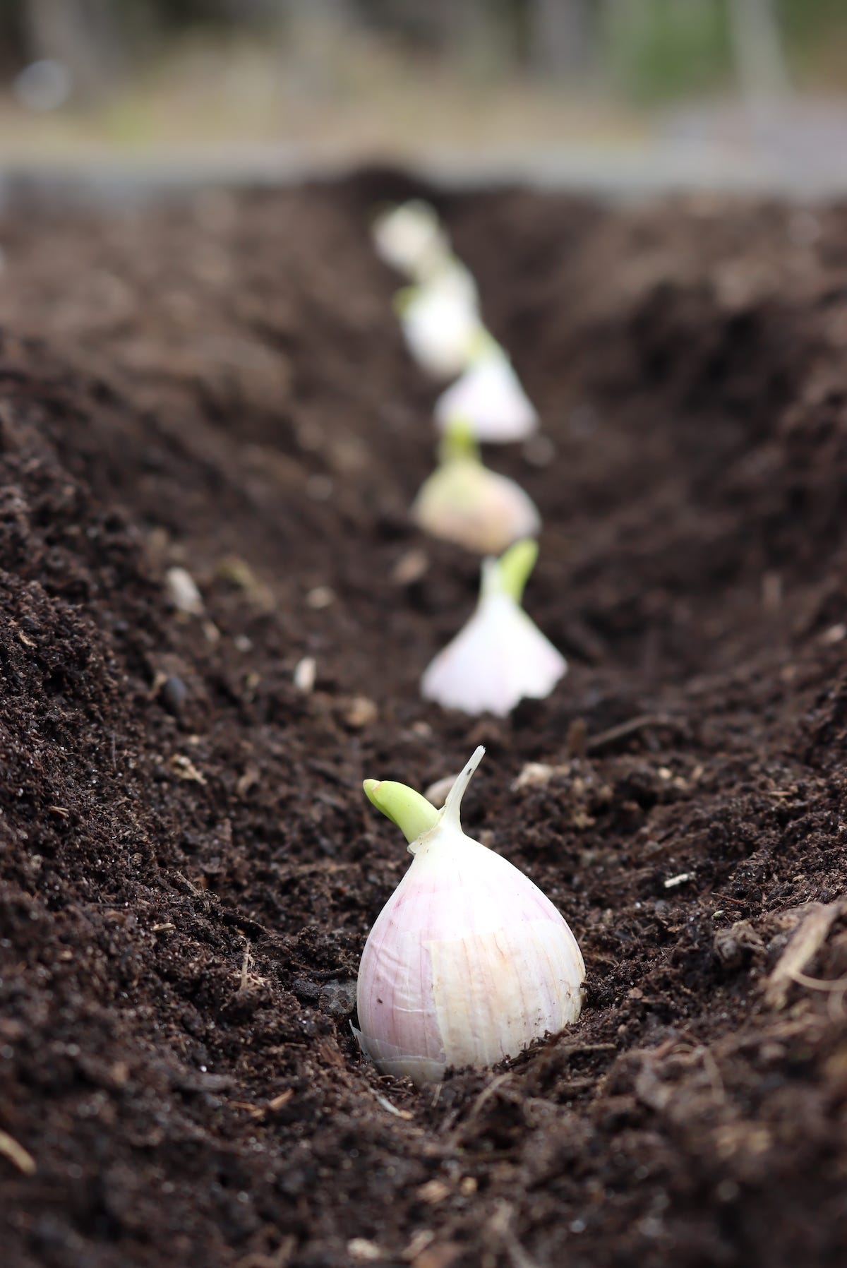 Planting Sprouted Garlic