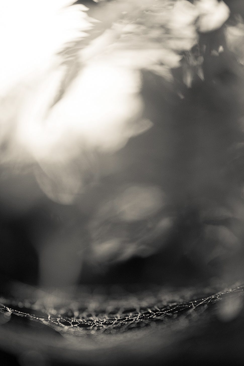 A monochromatic, cream-toned macro photograph of a delicate spider web heavy with glinting dew drops, set against a soft, dreamlike bokeh background of light and shadow. A monochromatic, cream-toned macro photograph of a delicate spider web heavy with glinting dew drops, set against a soft, dreamlike bokeh background of light and shadow.