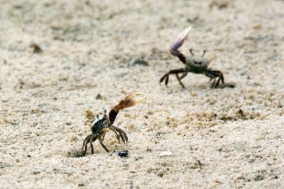 In Animal Battles, Cheaters Can Win