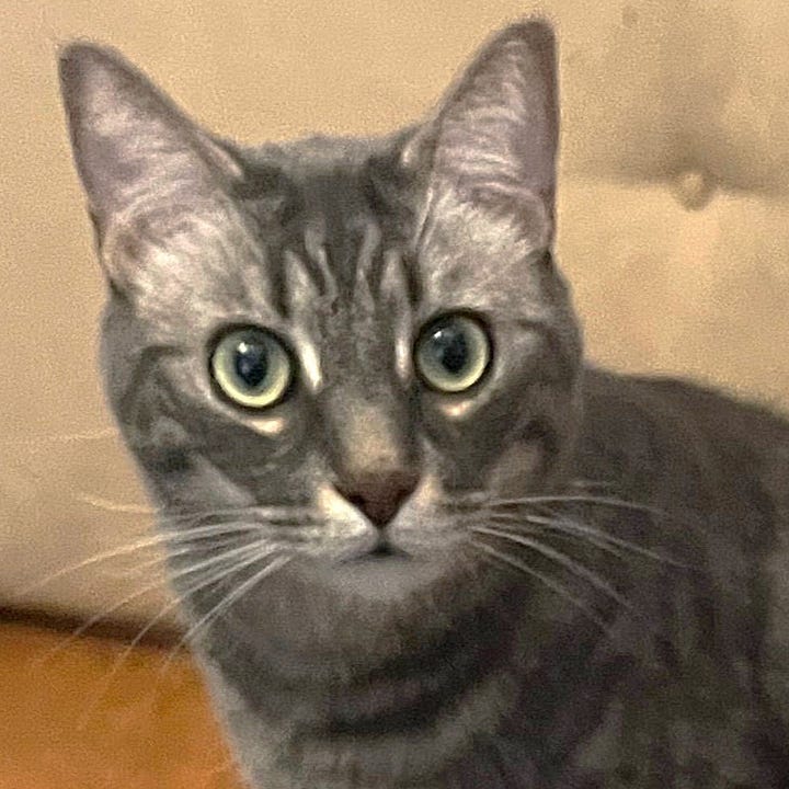 A gallery of four close cropped face photos of Charmin and Cottonelle from images from the post.