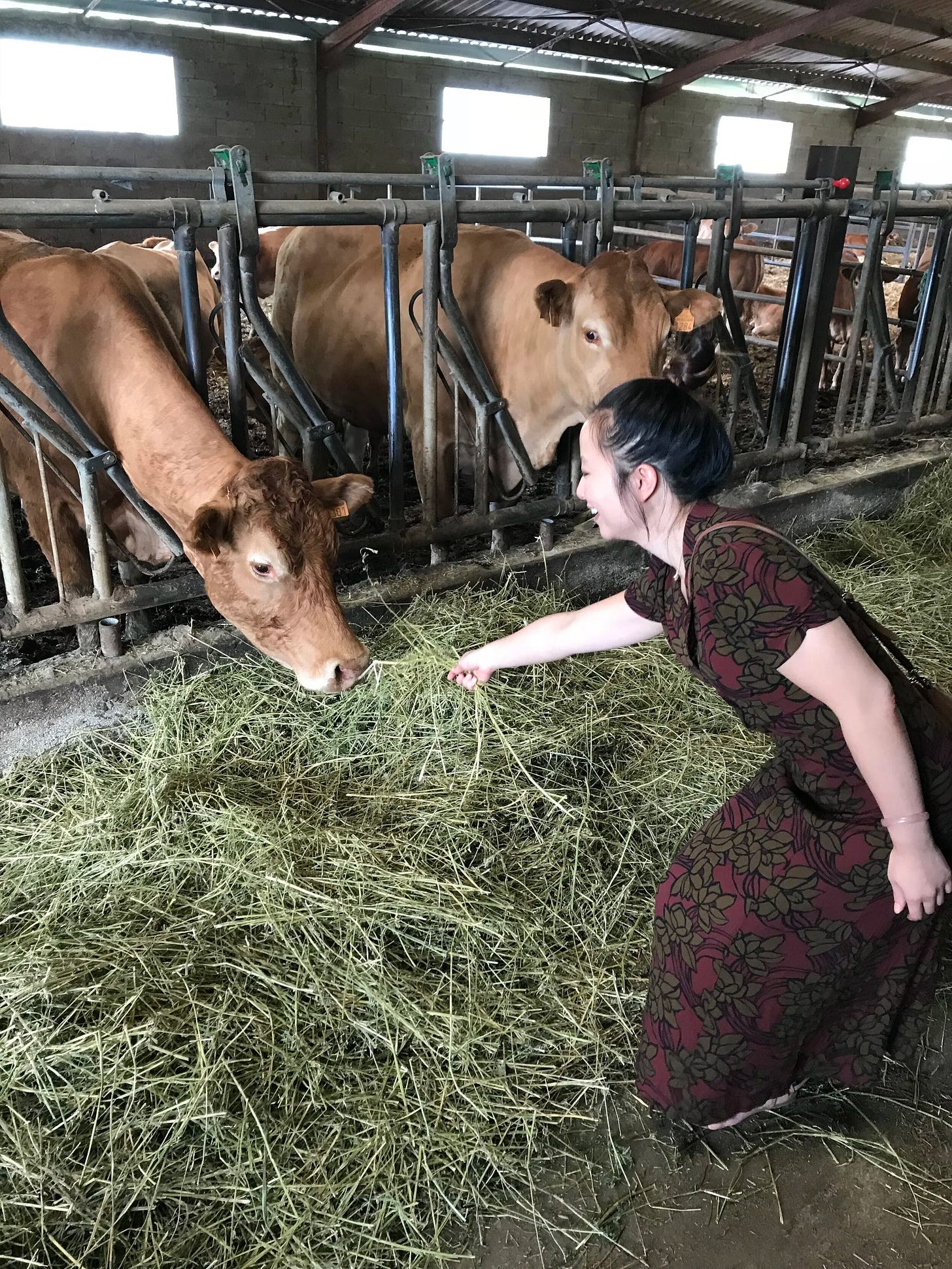  Feeding the neighbor’s cattle!  