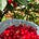 Red Fence Garden