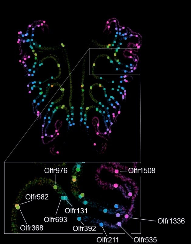 A map of the thousand types of smell receptors in the olfactory tissue of a mouse nose, labeled by a color gradient. The bottom inset shows the precise spatial positions of a tagged subset of receptors. A map of the thousand types of smell receptors in the olfactory tissue of a mouse nose, labeled by a color gradient. The bottom inset shows the precise spatial positions of a tagged subset of receptors.