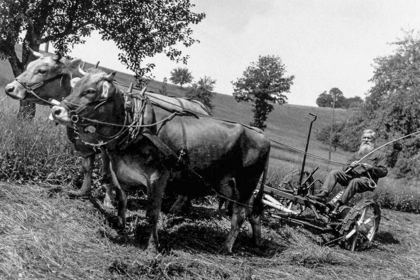 Schwarzweiss-Foto eines Bauern in den 1950er-Jahren auf einer Mähmaschine. Die Maschine wird von zwei kräftigen Ochsen gezogen, die mit einem einfachen Joch und Ledergeschirr angespannt sind. Der bärtige Bauer sitzt entspannt auf der Mähmaschine und hält die Zügel in der einen Hand sowie eine Peitsche in der anderen. Im Hintergrund ist eine sanft hügelige Landschaft mit vereinzelten Bäumen zu sehen. Schwarzweiss-Foto eines Bauern in den 1950er-Jahren auf einer Mähmaschine. Die Maschine wird von zwei kräftigen Ochsen gezogen, die mit einem einfachen Joch und Ledergeschirr angespannt sind. Der bärtige Bauer sitzt entspannt auf der Mähmaschine und hält die Zügel in der einen Hand sowie eine Peitsche in der anderen. Im Hintergrund ist eine sanft hügelige Landschaft mit vereinzelten Bäumen zu sehen.