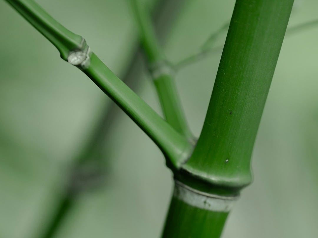 Close-up of vibrant green bamboo stalks in soft focus.