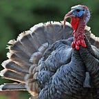 The Political Orphanage