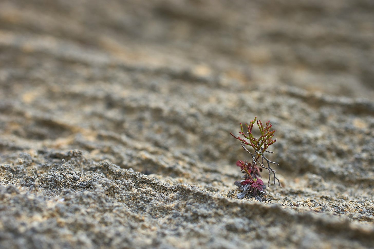 Primo piano in bassa angolazione di una piccola piantina, probabilmente una succulenta o un arbusto, con foglie rosse e verdi che spunta da una crepa in una superficie di roccia calcarea o terra compatta di colore beige-grigiastro. Il fuoco è sulla piantina, mentre la texture rocciosa si allontana sfocata.