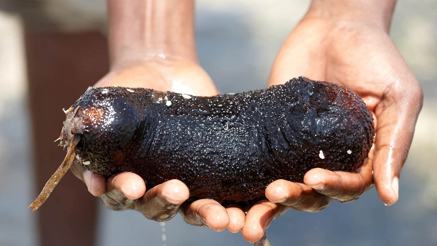 Guide to Eating Sustainable Sea Cucumber | Marine Stewardship Council