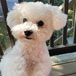 Paula Bichon's avatar