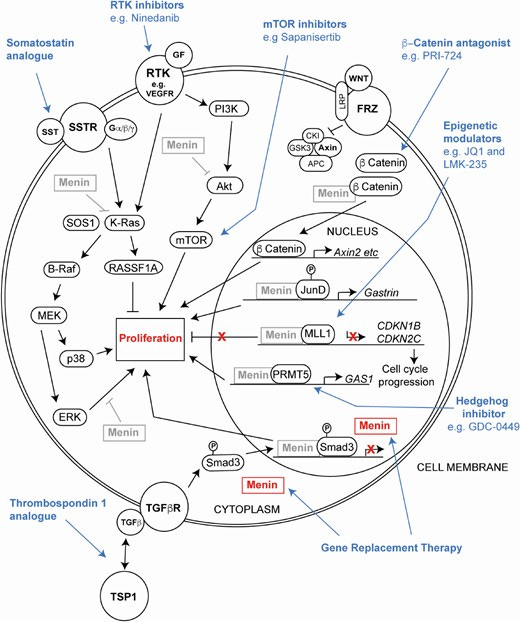 Emerging therapies for MEN1. Menin, encoded by the MEN1 gene, has roles in multiple pathways associated with cell proliferation. These can be targeted by emerging compounds, including receptor tyrosin kinase (RTKs) inhibitors, novel mechanistic target of rapamycin (mTOR) inhibitors, β-catenin antagonists, epigenetic modulators, and thrombospondin analogues. In addition, preclinical studies indicate MEN1 gene replacement may have efficacy in MEN1 patients, and somatostatin (SST) analogues may have chemopreventive efficacy.