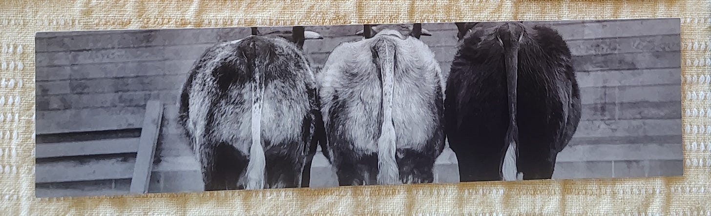 black and white horizontal photo of the tails and rumps of three horses side by side