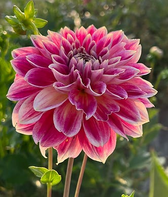 Dahlia Temple of Beauty