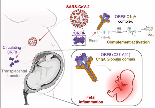 graphic from the study below showing the mechanics of how SARS-CoV-2 virus can cause fetal inflammation