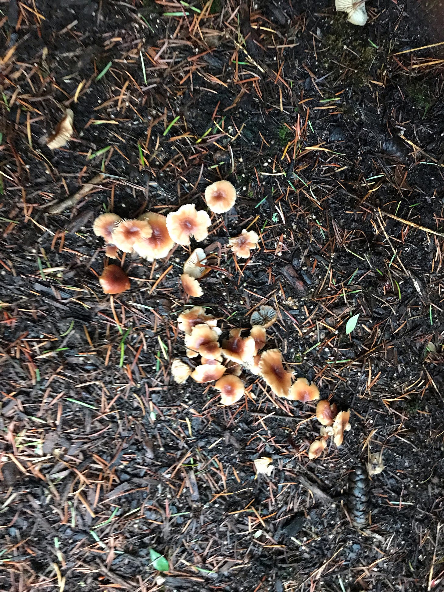 Mushrooms