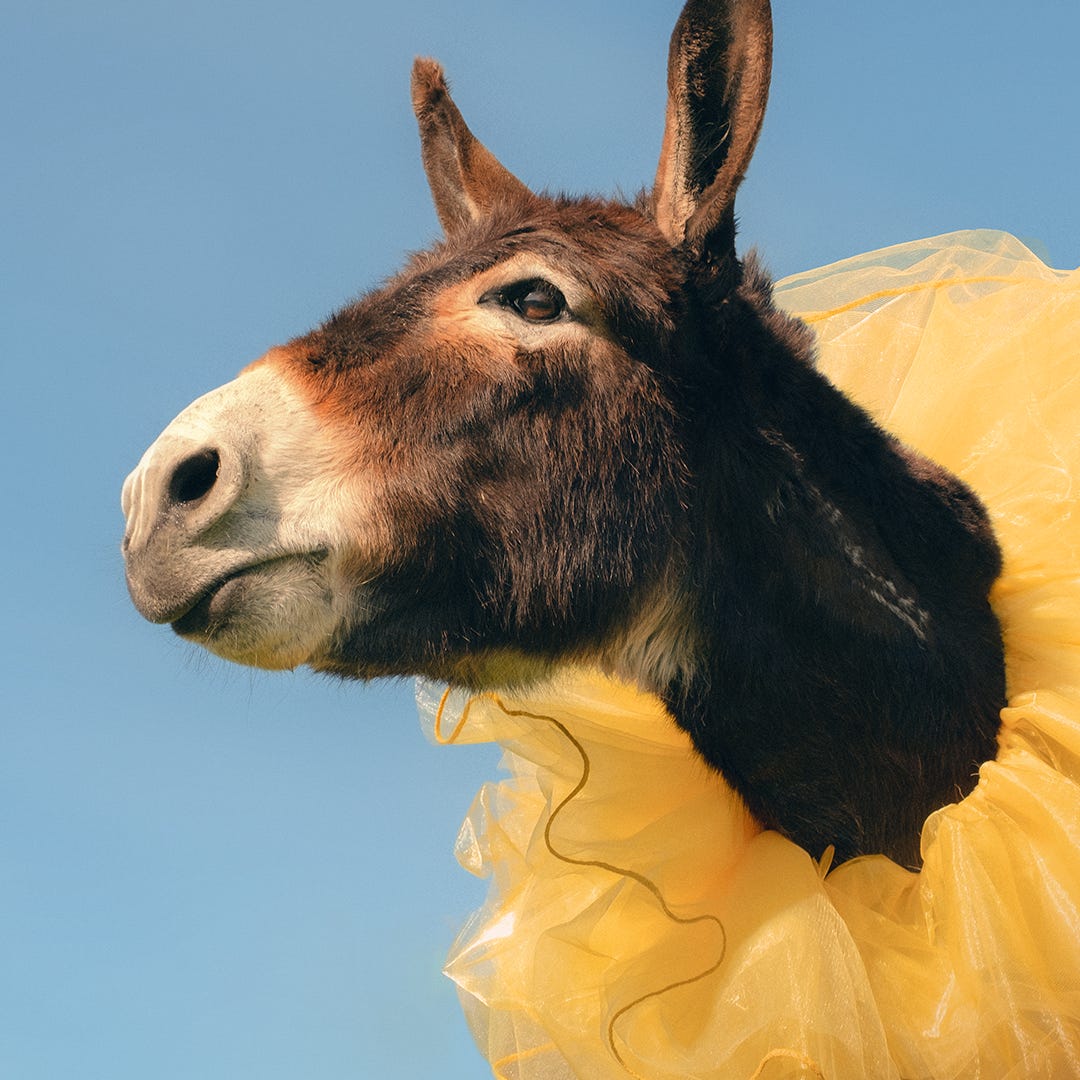 Madeline’s Substack