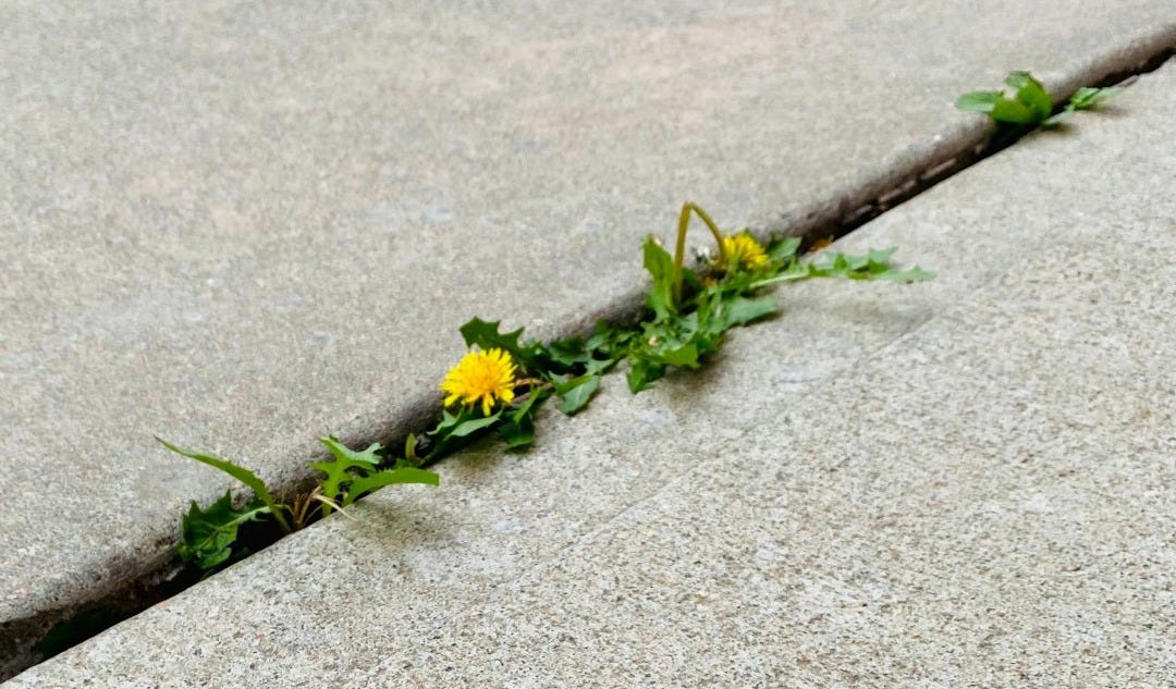 a yellow flower is growing out of a crack in the concrete a yellow flower is growing out of a crack in the concrete