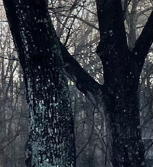 Two trees apparently deep in conversation, one very animated about it. Two trees apparently deep in conversation, one very animated about it.