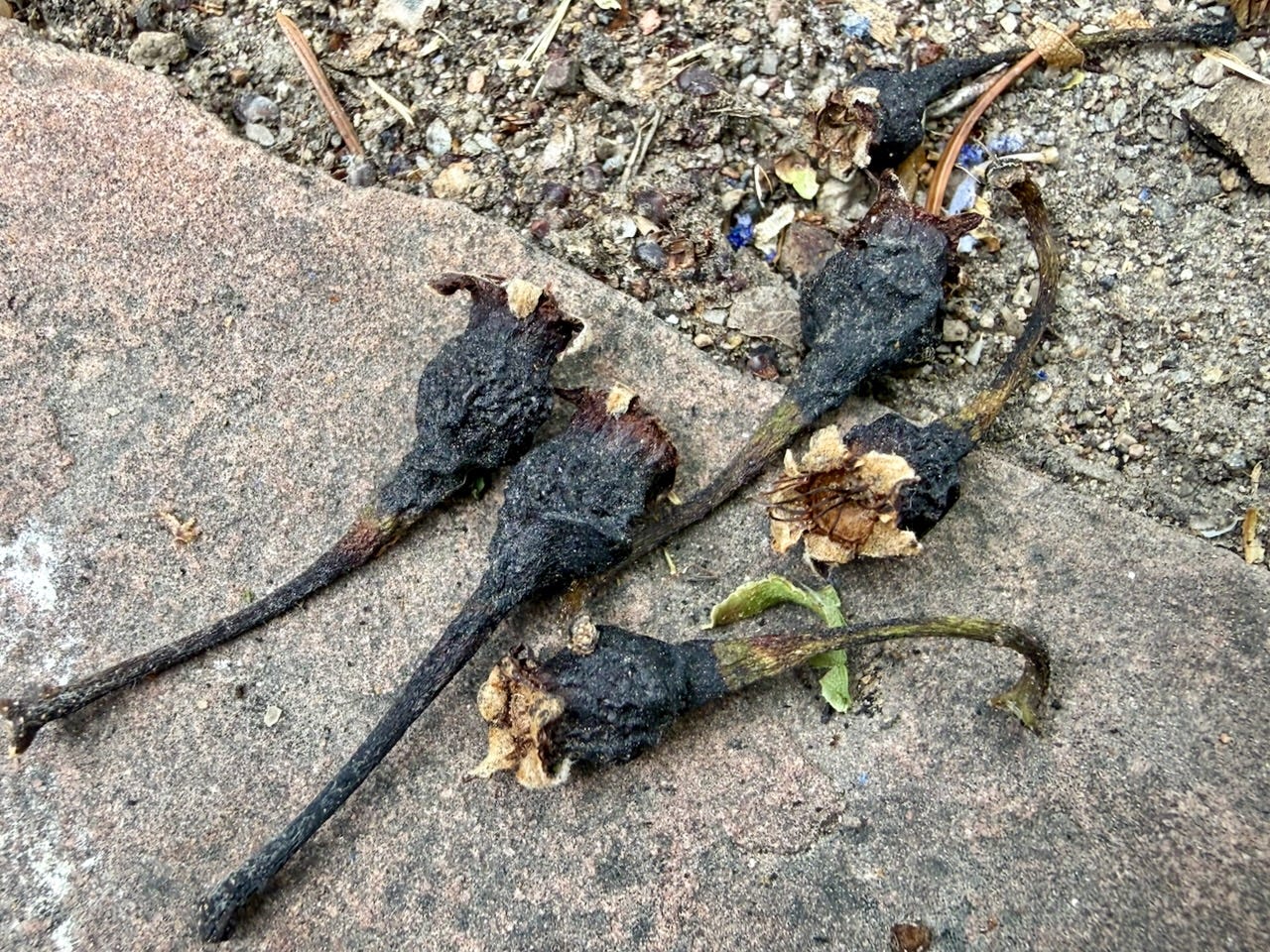 tiny, black withered fruits lie on flagstone patio photo credit: Susan J Tweit tiny, black withered fruits lie on flagstone patio photo credit: Susan J Tweit