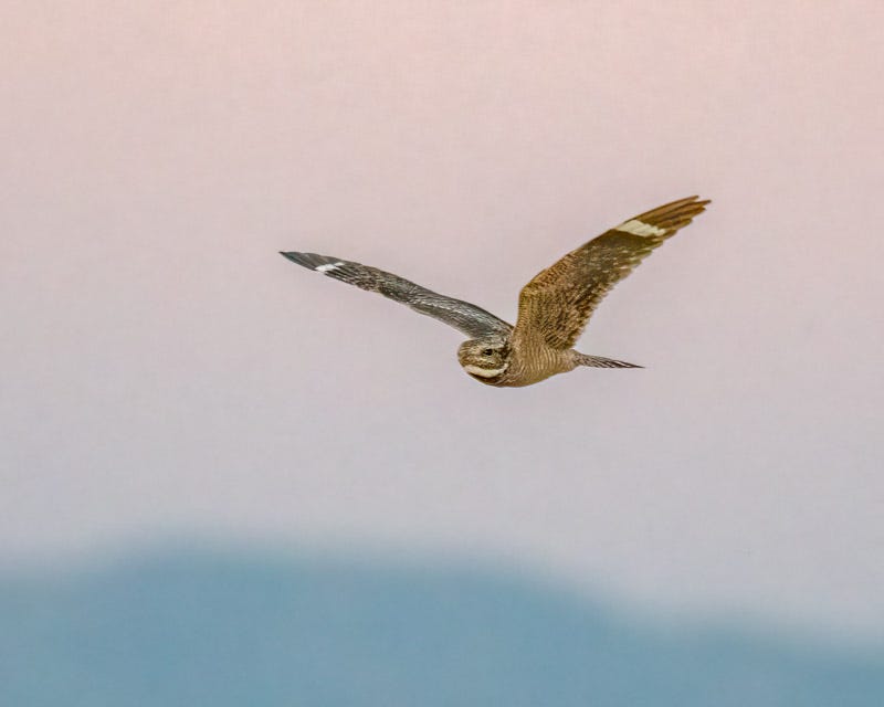 20200525_Marana-167-Edit.jpg 20200525_Marana-167-Edit.jpg