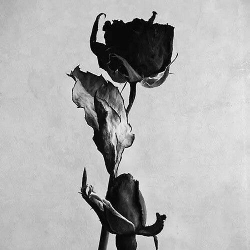 Black Petal