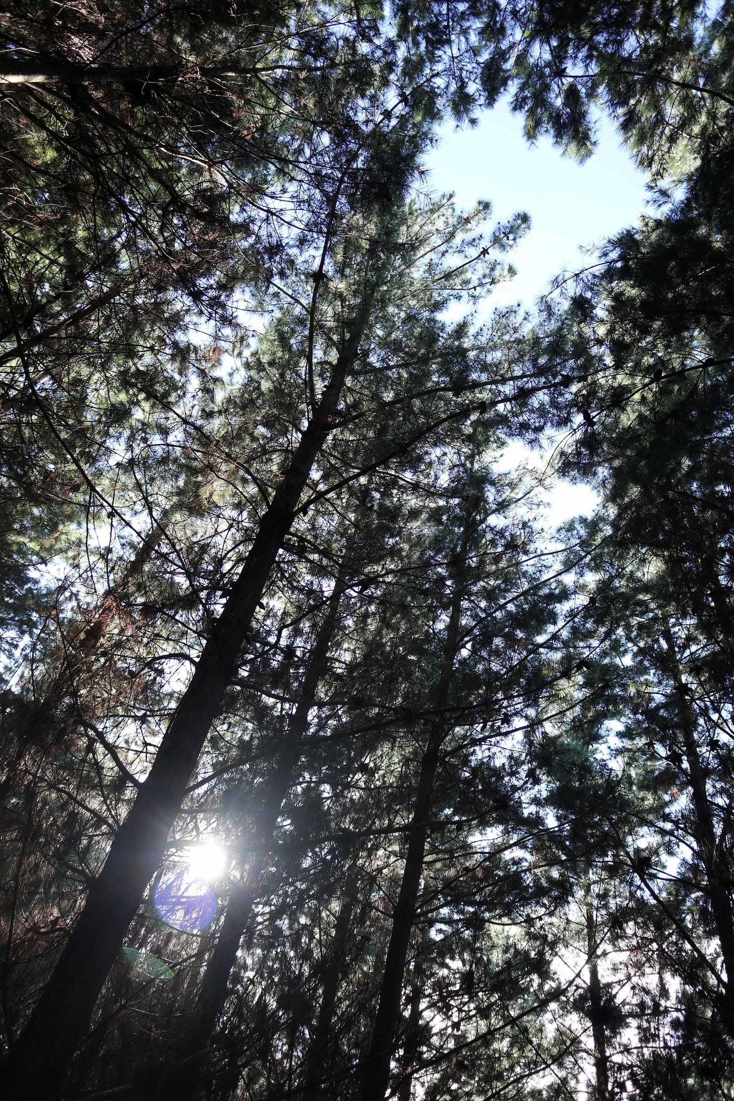 Looking upwards to the blue sky through the needles of Pinus radiata, sun is coming through the needles to bottom left of image