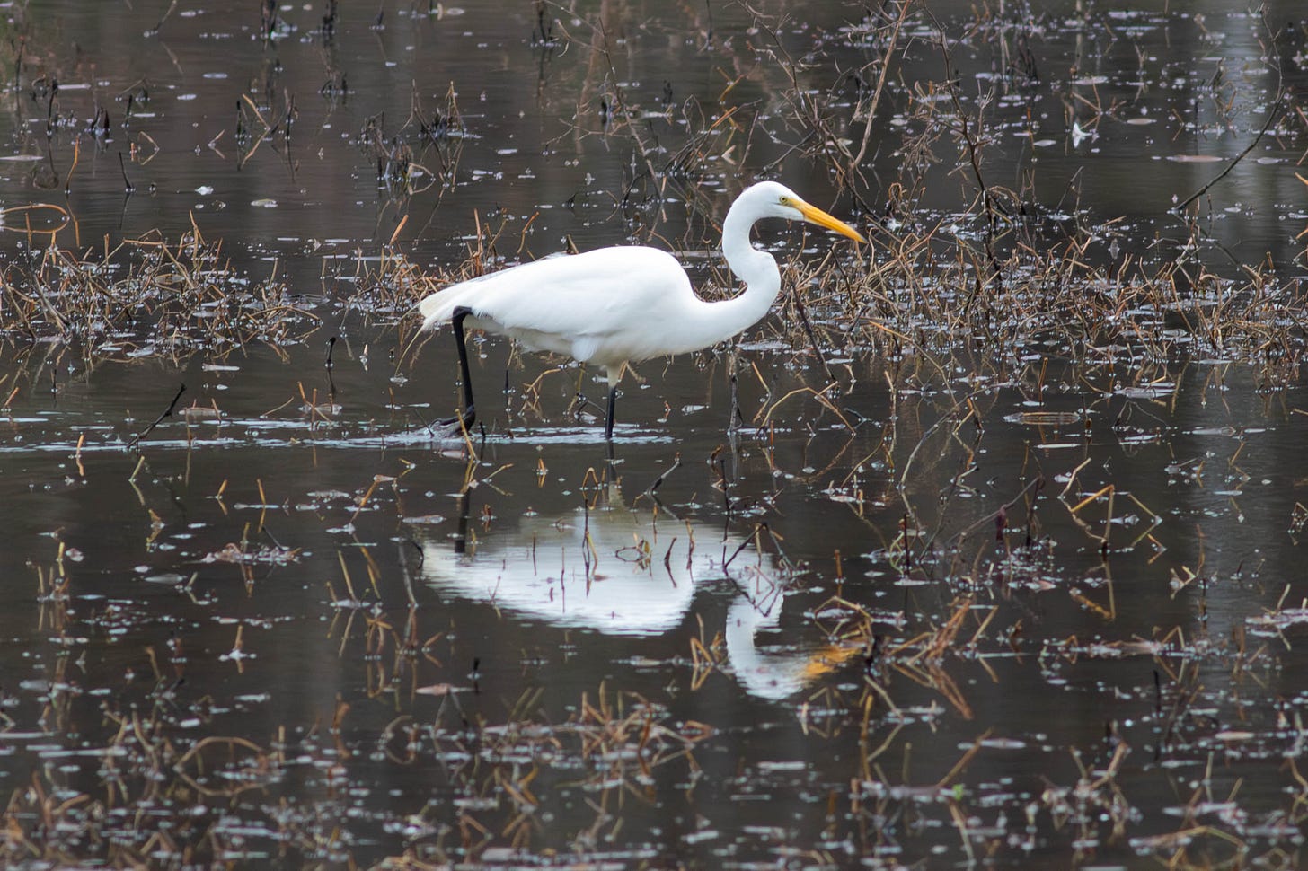 Standing in a gray-brown lake, shown in profile, a large white bird with a long, slender neck, pointy yellow bill, and black legs Standing in a gray-brown lake, shown in profile, a large white bird with a long, slender neck, pointy yellow bill, and black legs