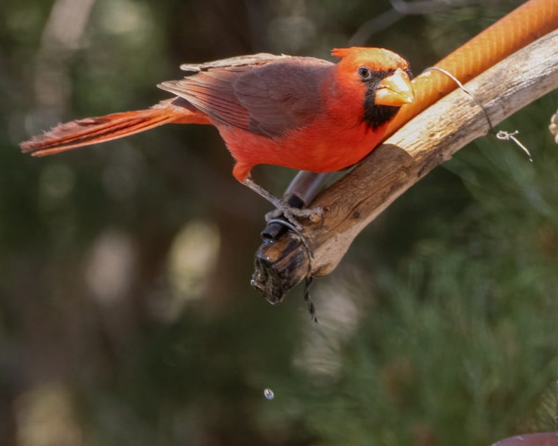 20250430-Chiricahuas-485-Edit.jpg 20250430-Chiricahuas-485-Edit.jpg