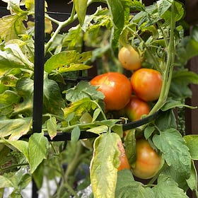 Tomato Baby and Baby Tomatoes