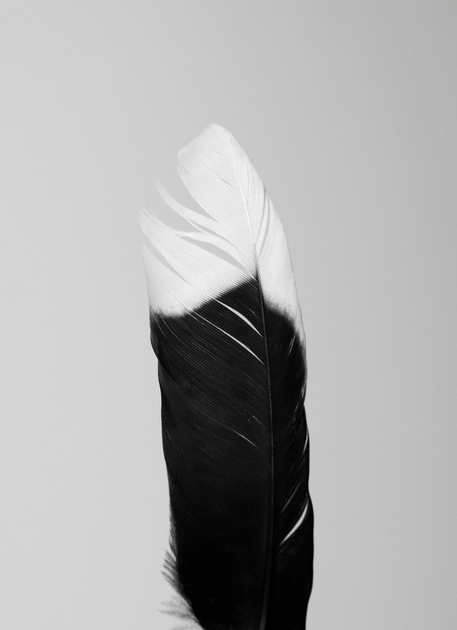 bw image of a magpie's feather