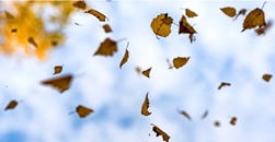 Falling leaves against a blue sky.