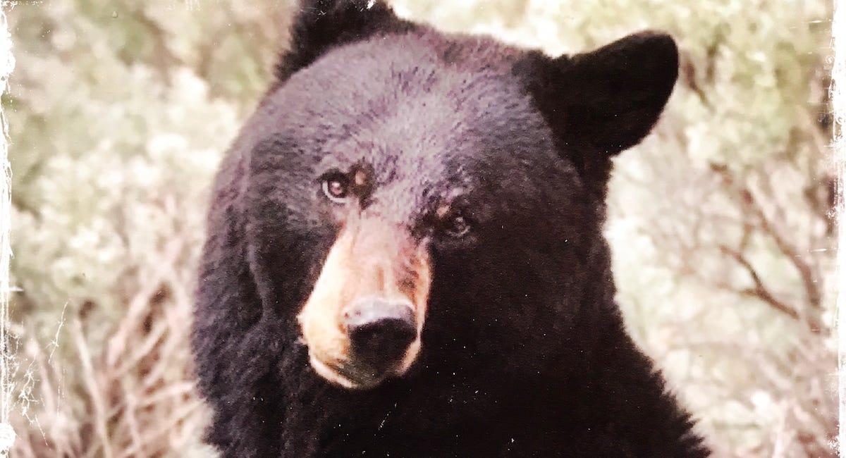 Mama Bear Medicine