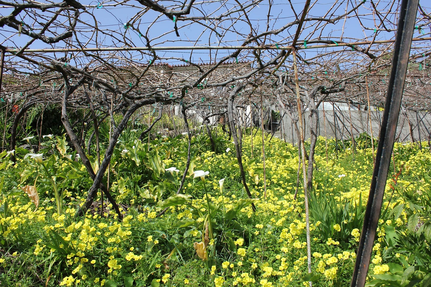 Madeira - A 6 Day Guide