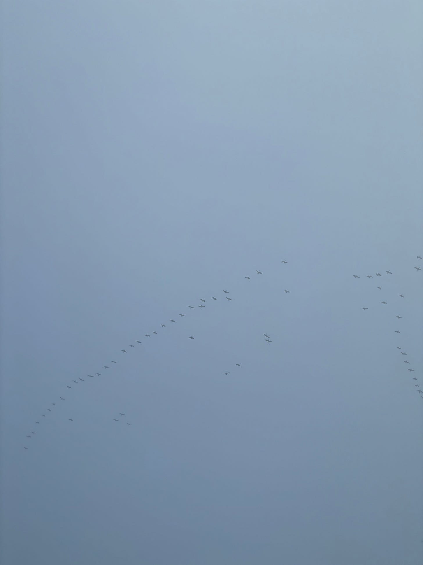 A vee of Canada geese in a blue-gray sky