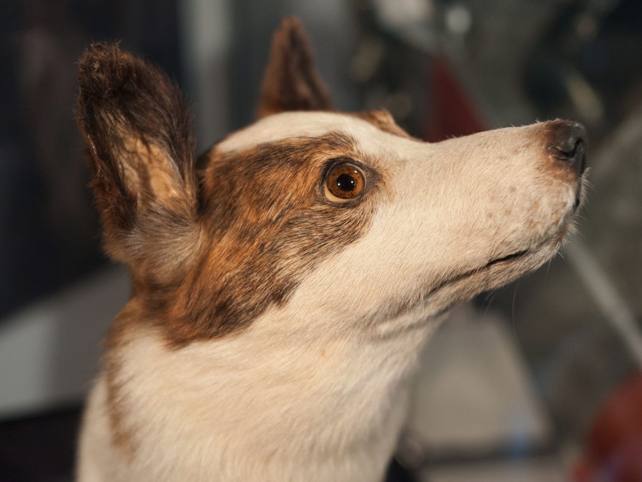 strelka space dog moscow museum face