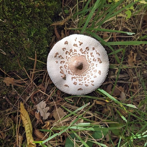 vari tipi di funghi visti durante una passeggiata nel bosco