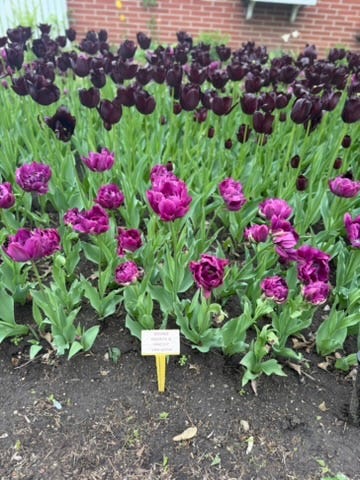 Tulips at Pella's Tulip Time