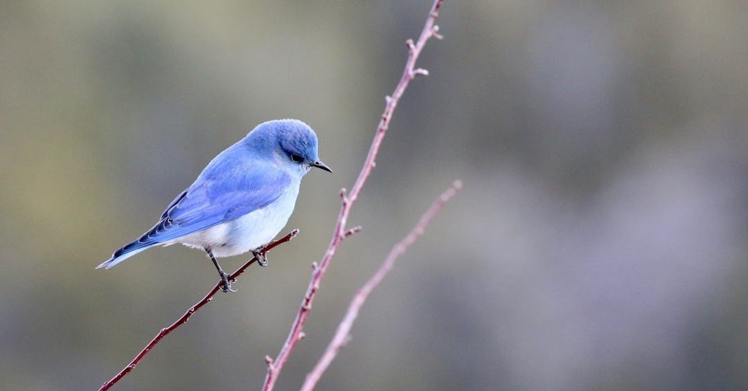 blue and white bird photography