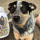 My relationship with my dog is like a jar of marbles