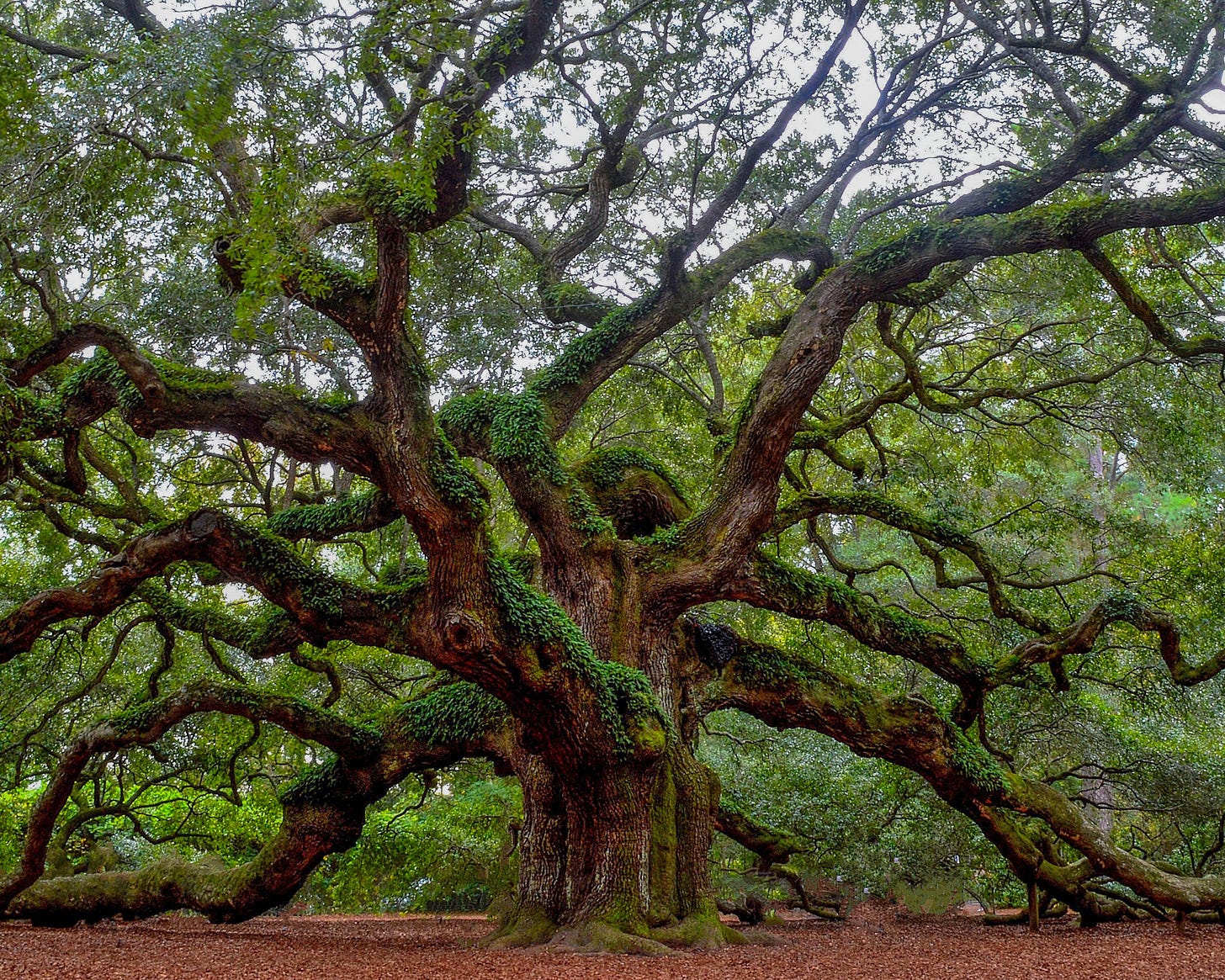 Survey Results > Netflix, Pitching Oak Trees, and Neighborhood "Characters"