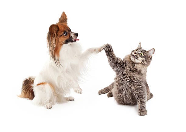 Papillon Dog and Cat High Five A cute Papillon dog and cat raising their paws to high five dog cat high five stock pictures, royalty-free photos & images