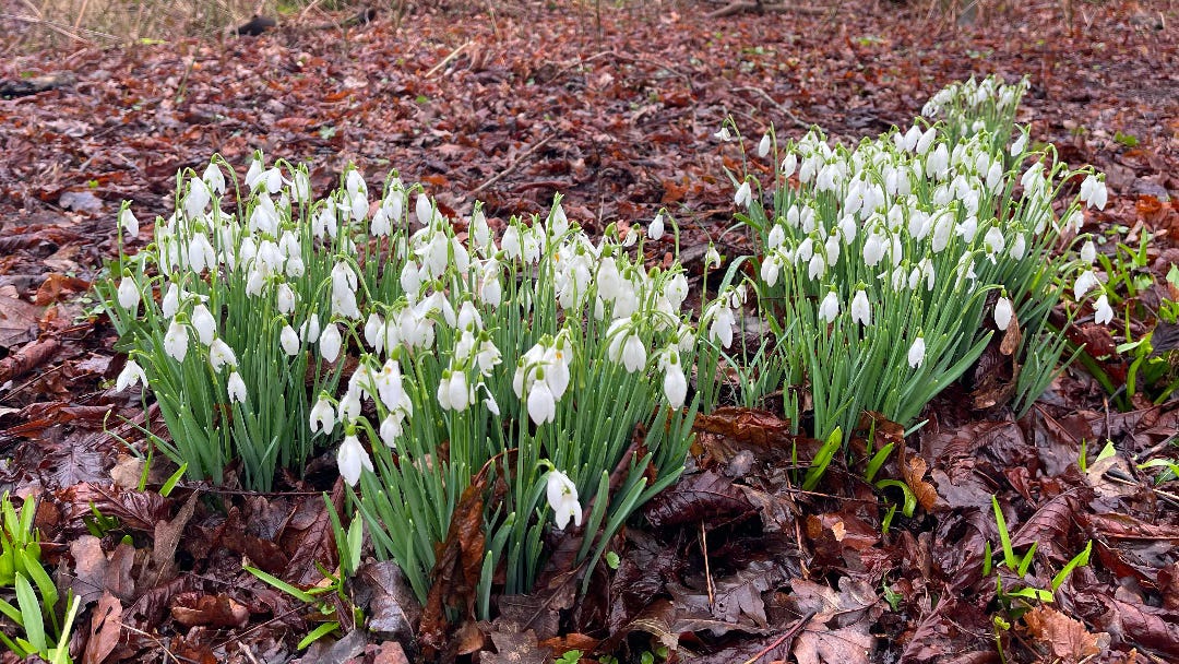 snowdrops